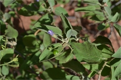 Solanum pubescens
